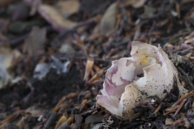 Sarcosphaera coronaria